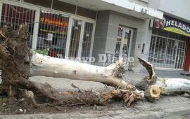 Imagen de Sacaron dos árboles y los vecinos se indignaron