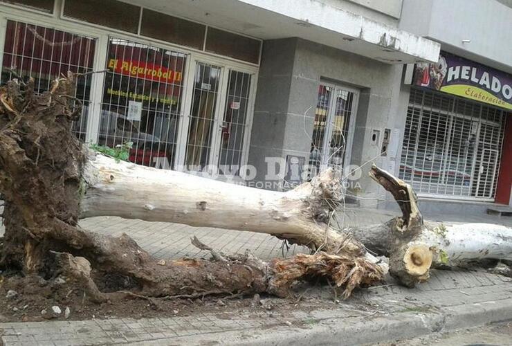 Imagen de Sacaron dos árboles y los vecinos se indignaron