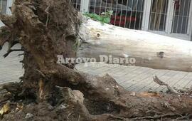 Seg&uacute;n el vecino entrevistado, las ra&iacute;ces de estos pl&aacute;tanos les hab&iacute;an generando sendos inconvenientes.
