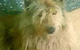 Terrible. La golpiza le provoc&oacute; grav&iacute;simas heridas al animal.