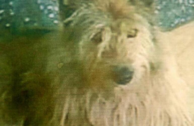 Terrible. La golpiza le provoc&oacute; grav&iacute;simas heridas al animal.