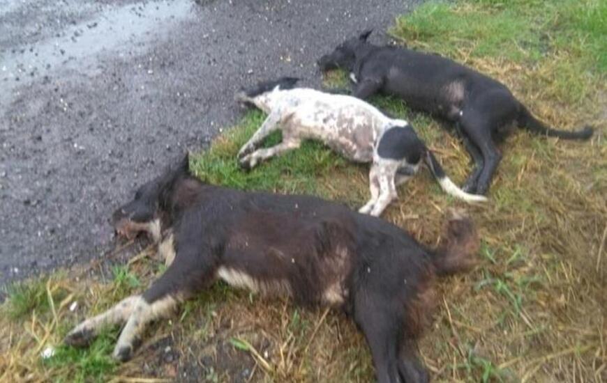 Foto: Facebook Canal 2