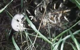 Los restos &oacute;seos encontrados se est&aacute;n peritando, pero a&uacute;n no pueden afirmar que se trate de Nerea.