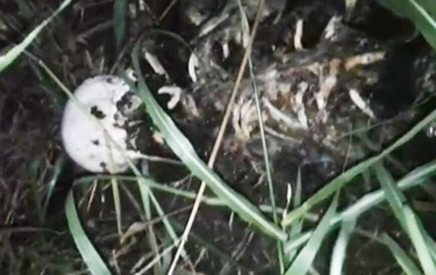 Los restos &oacute;seos encontrados se est&aacute;n peritando, pero a&uacute;n no pueden afirmar que se trate de Nerea.