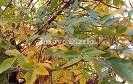 Clásica vista. El otoño dice presente con las hojas doradas de los árboles.