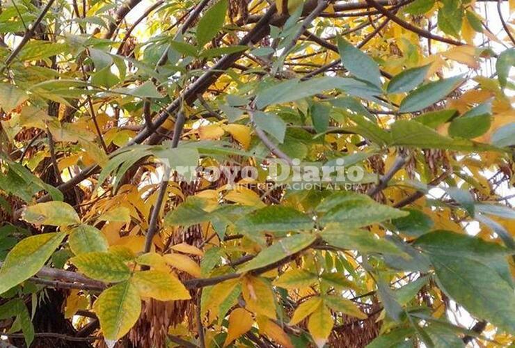 Clásica vista. El otoño dice presente con las hojas doradas de los árboles.