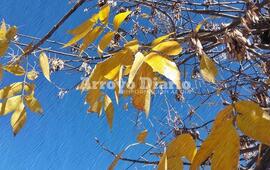 Hermoso paisaje.Los &aacute;rboles ya visten hojas amarillas por doquier.