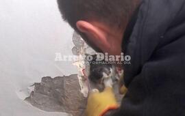 Arduo trabajo pero con final feliz. Los bomberos se vieron obligados a romper una pared y el caño para sacar al animal.