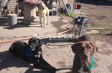 En la foto. Los tres perritos castrados propiedad del vecino dueño del galpón de calle Kennedy.