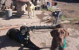 En la foto. Los tres perritos castrados propiedad del vecino dueño del galpón de calle Kennedy.