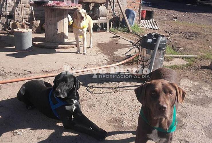 En la foto. Los tres perritos castrados propiedad del vecino dueño del galpón de calle Kennedy.