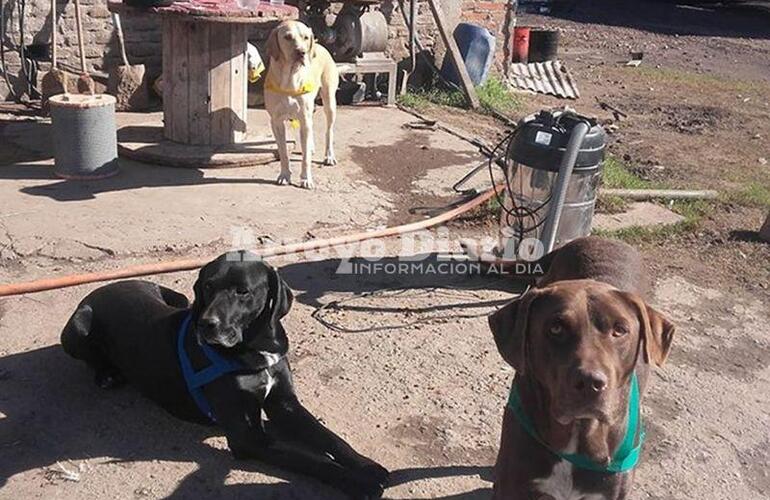 En la foto. Los tres perritos castrados propiedad del vecino dueño del galpón de calle Kennedy.