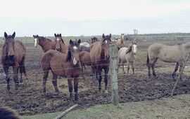 Sobre los animales. La ONG Liberación de Caballos trabaja en un campo cercano a Rosario en el rescate.