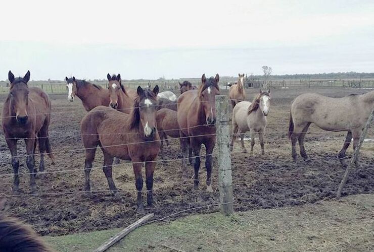 Sobre los animales. La ONG Liberación de Caballos trabaja en un campo cercano a Rosario en el rescate.