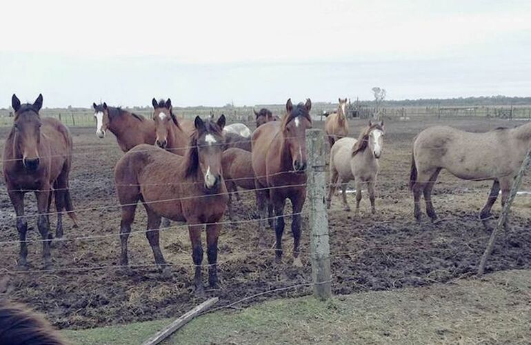 Sobre los animales. La ONG Liberación de Caballos trabaja en un campo cercano a Rosario en el rescate.