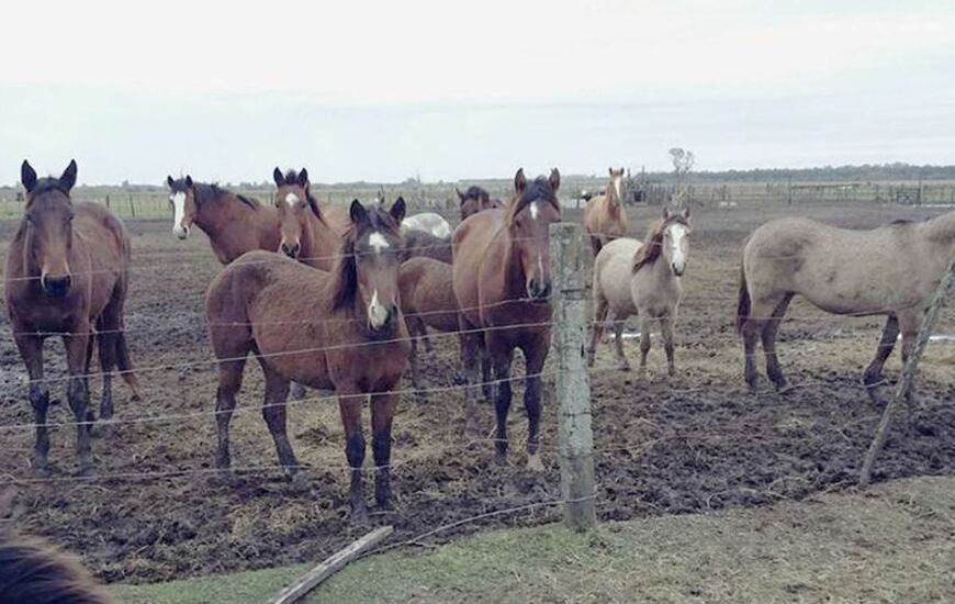 Sobre los animales. La ONG Liberaci&oacute;n de Caballos trabaja en un campo cercano a Rosario en el rescate.