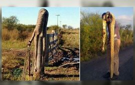 Imagen de Invasi&oacute;n de v&iacute;boras gigantes en Entre R&iacute;os tras las inundaciones