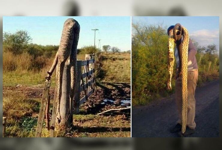 Imagen de Invasión de víboras gigantes en Entre Ríos tras las inundaciones