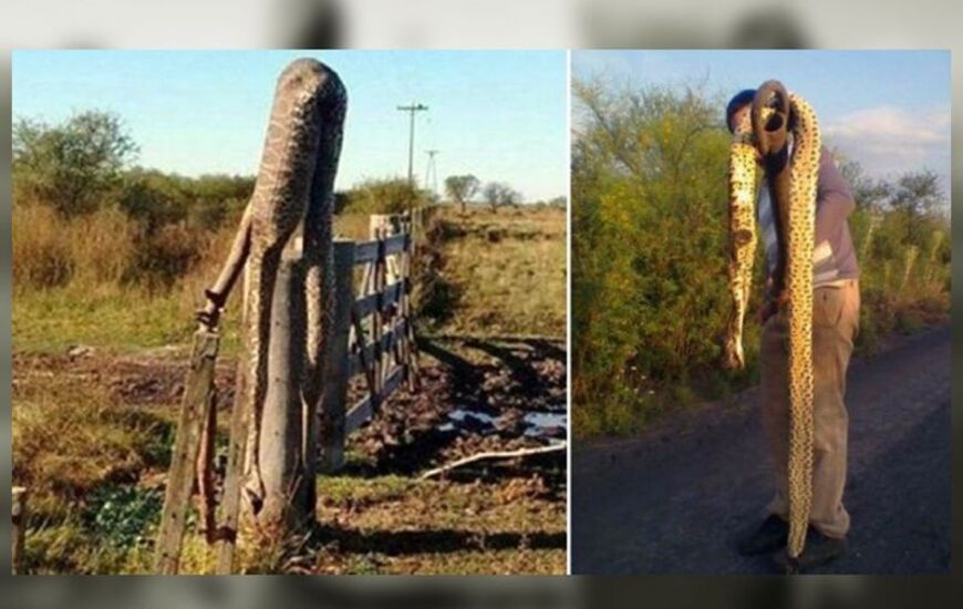 Imagen de Invasi&oacute;n de v&iacute;boras gigantes en Entre R&iacute;os tras las inundaciones