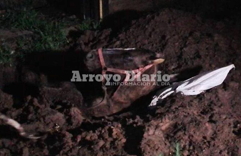 Enterrado. Así estaba el animal tras caer en el pozo; afortunadamente fue salvado.