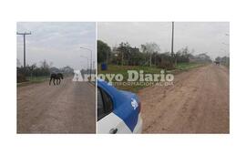 Imagen de Caballos sueltos, el problema continúa