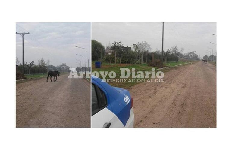 Imagen de Caballos sueltos, el problema continúa