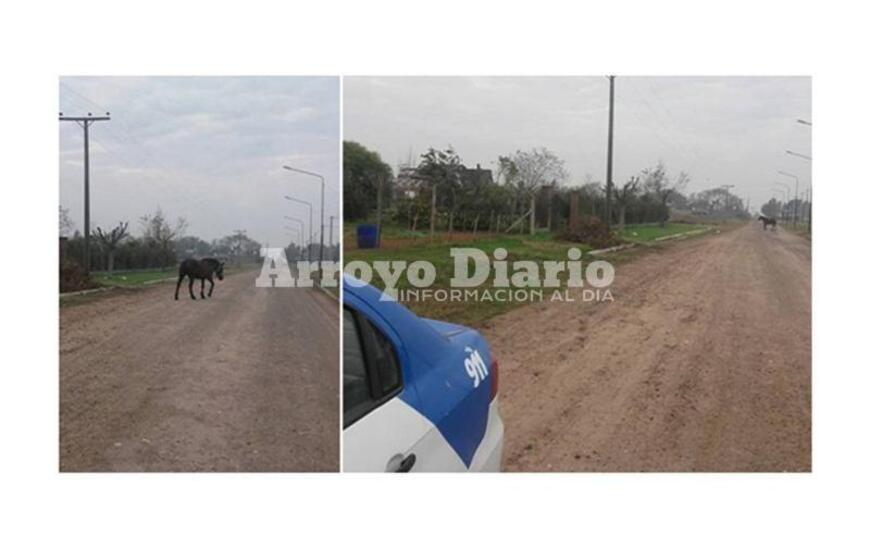 Imagen de Caballos sueltos, el problema contin&uacute;a