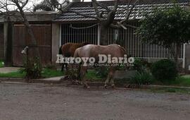 Imagen de Caballos sueltos en Barrio ASAC