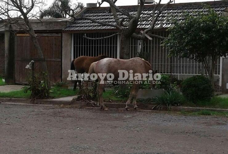 Imagen de Caballos sueltos en Barrio ASAC