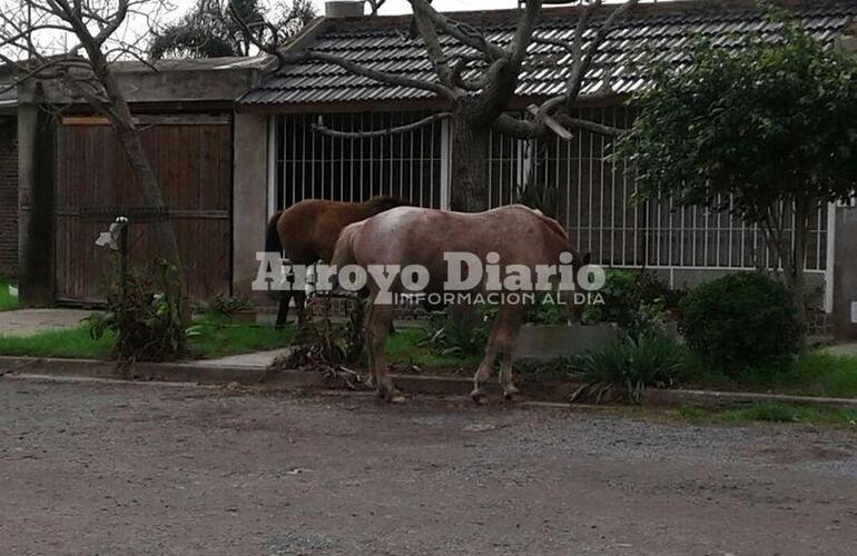 Imagen de Caballos sueltos en Barrio ASAC