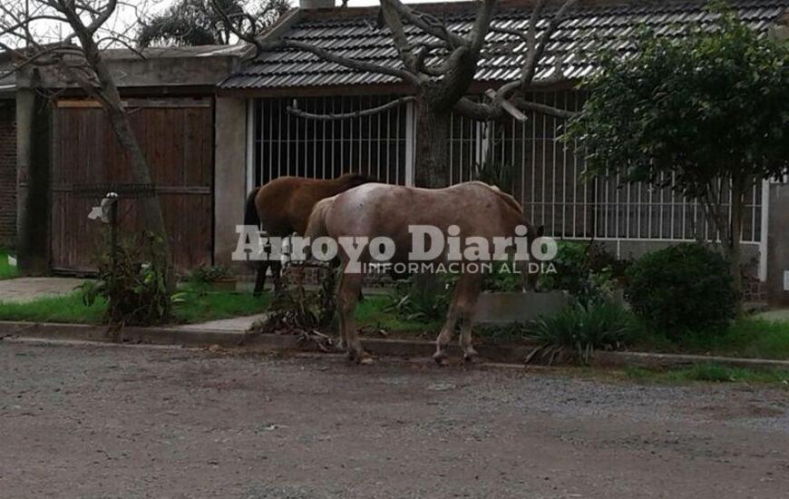 Imagen de Caballos sueltos en Barrio ASAC