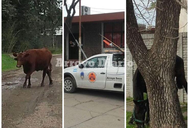 Imagen de Personal de Protección Civil abocado a distintos trabajos