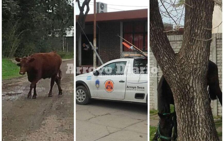 Imagen de Personal de Protecci&oacute;n Civil abocado a distintos trabajos