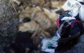 Imagen de Proteccionistas denuncian una matanza masiva de perros