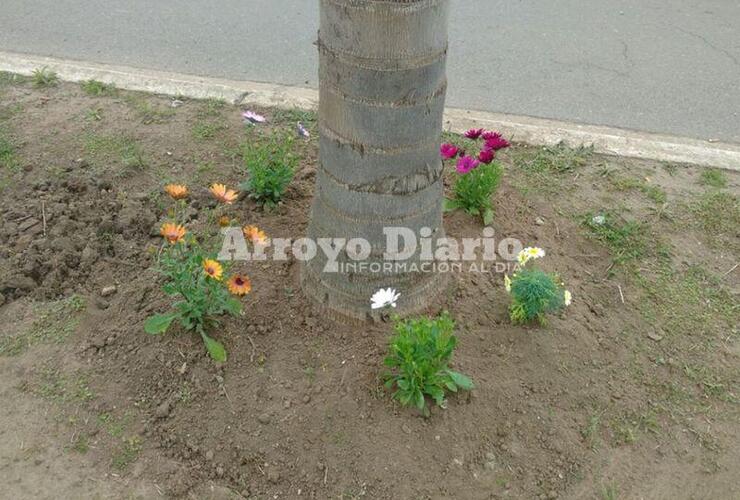 Imagen de Trabajos en canteros centrales de avenidas