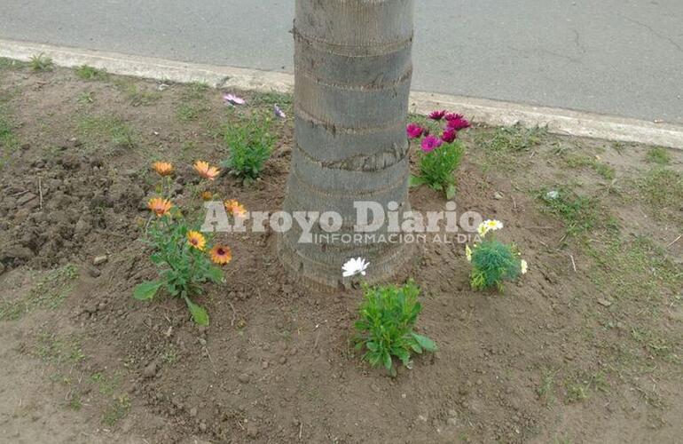 Imagen de Trabajos en canteros centrales de avenidas