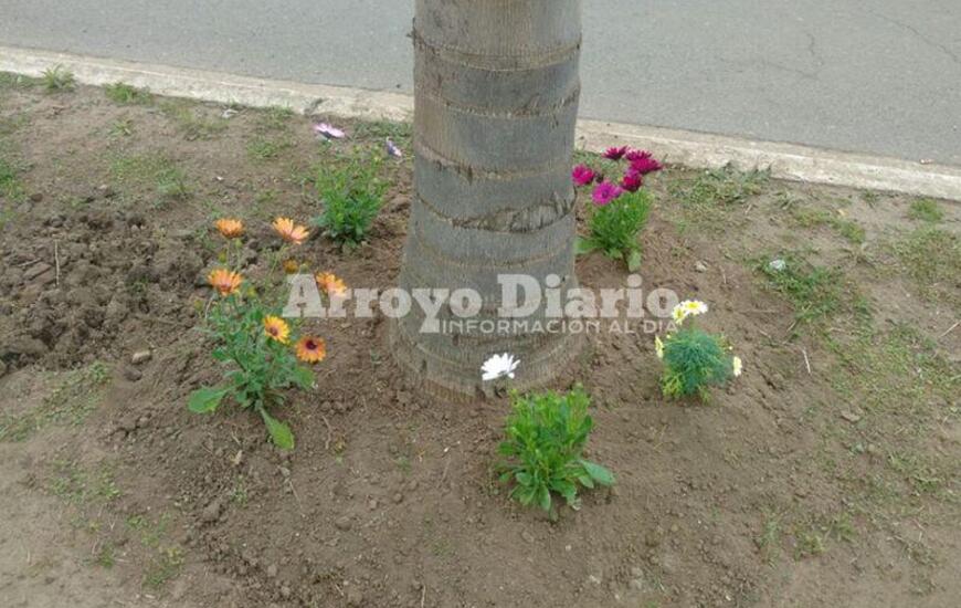 Imagen de Trabajos en canteros centrales de avenidas