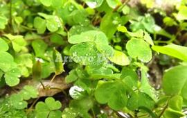 Imagen de Sigue lloviendo y se mantiene el alerta