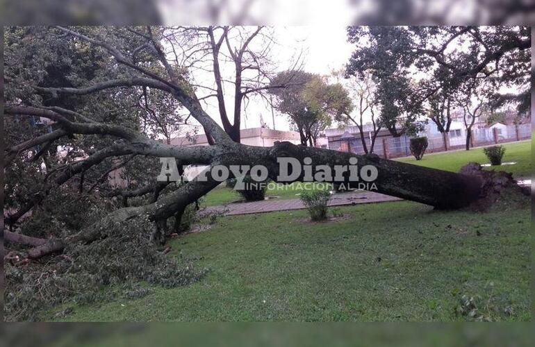 Imagen de Las fuertes ráfagas de viento ocasionaron caída de árbol