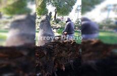 En plena tarea. Los municipales trabajando esta mañana en Plaza San Martín.