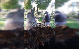 En plena tarea. Los municipales trabajando esta mañana en Plaza San Martín.