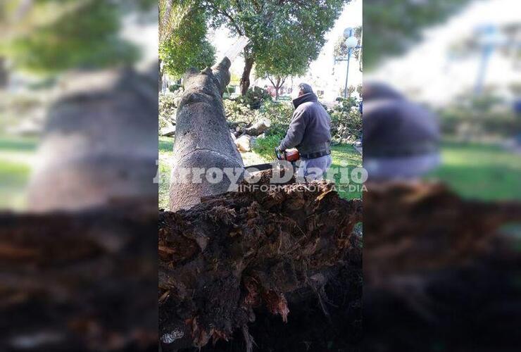 En plena tarea. Los municipales trabajando esta mañana en Plaza San Martín.