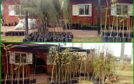 Imagen de Sumate al proyecto: Llegaron los primeros 90 &aacute;rboles