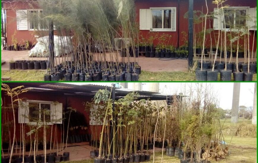 Imagen de Sumate al proyecto: Llegaron los primeros 90 &aacute;rboles