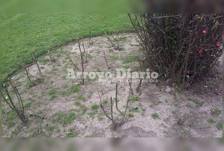 Sin nada. Así quedó uno de los sectores donde habían plantado flores para hermosear la plaza.