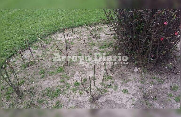 Sin nada. Así quedó uno de los sectores donde habían plantado flores para hermosear la plaza.