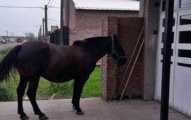 Imagen de Sorpresa en la puerta de su casa