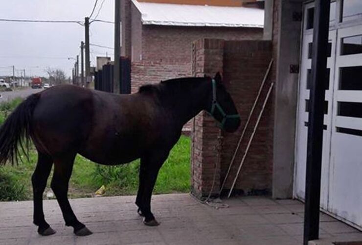 Imagen de Sorpresa en la puerta de su casa