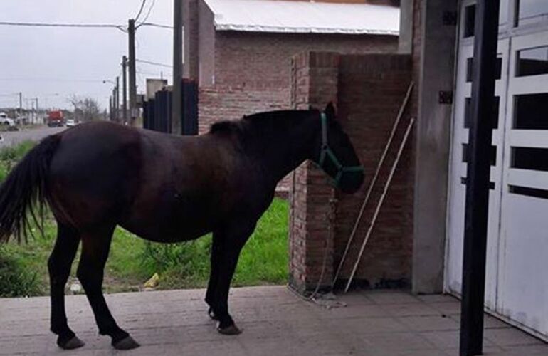 Imagen de Sorpresa en la puerta de su casa