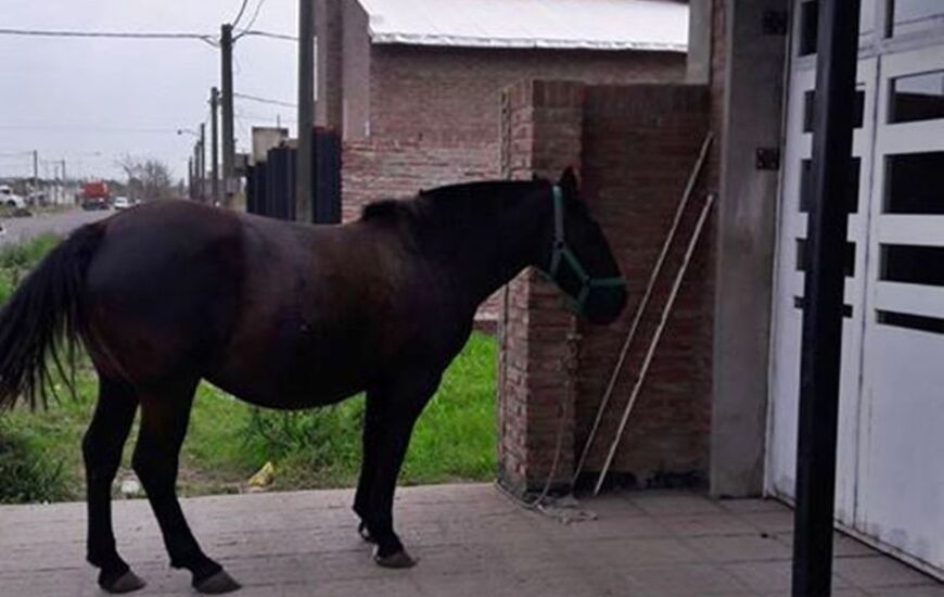 Imagen de Sorpresa en la puerta de su casa
